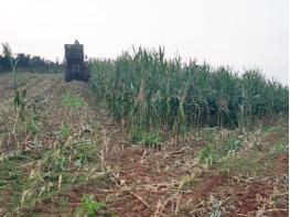 정읍시, 고품질 사료용 옥수수 생산 ‘농업인에 힘!’ 기사 이미지