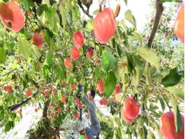 추석 앞두고 빨갛게 영근 거창 사과 수확’ 기사 이미지
