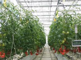 맛·식감 우수한 ‘동양계 토마토’ 맞춤 재배기술 개발 기사 이미지