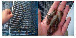 전라북도 수산기술연구소, 바다의 인삼 어린 해삼 대량 방류 기사 이미지